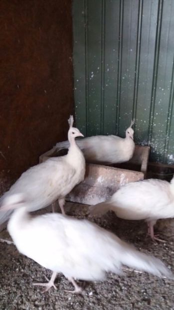 temp6 - Pauni albi de vanzare