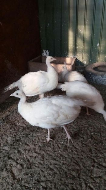 temp5 - Pauni albi de vanzare