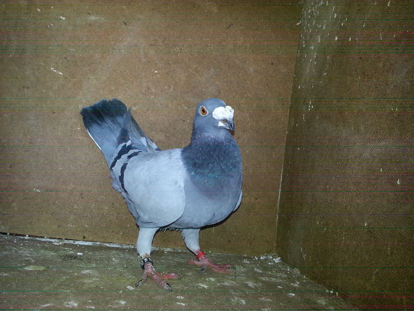 masc 2016 rezervat - Italieni Vanduti