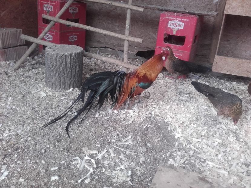  - Phoenix Potarnichiu Pitic