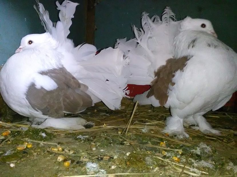 Pereche 2016 - Porumbei vanduti