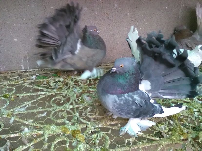 Masculi 2016 - Voltati indieni