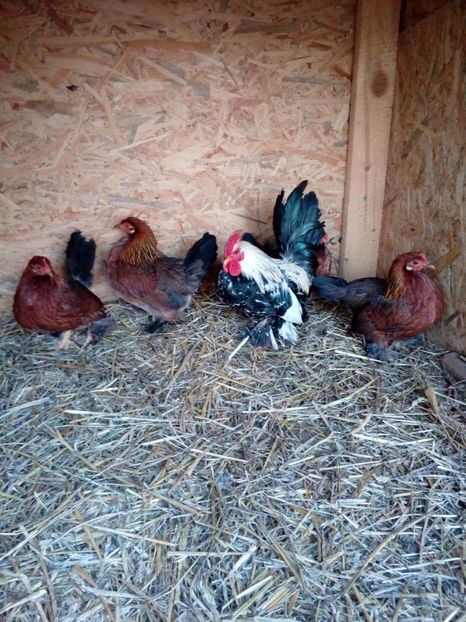  - Mii de flori Potarnichiu