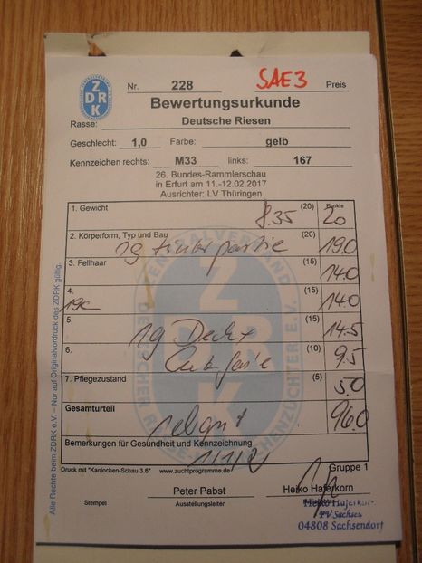 Mascul u.galben - Achizitie 2017 Germania Erfurt