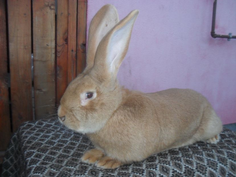  - Achizitie 2017 Germania Erfurt