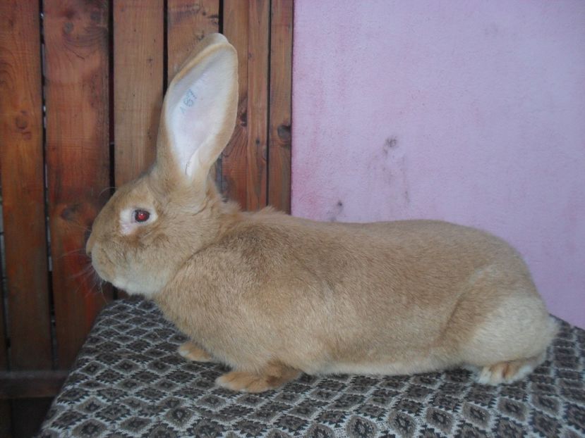  - Achizitie 2017 Germania Erfurt