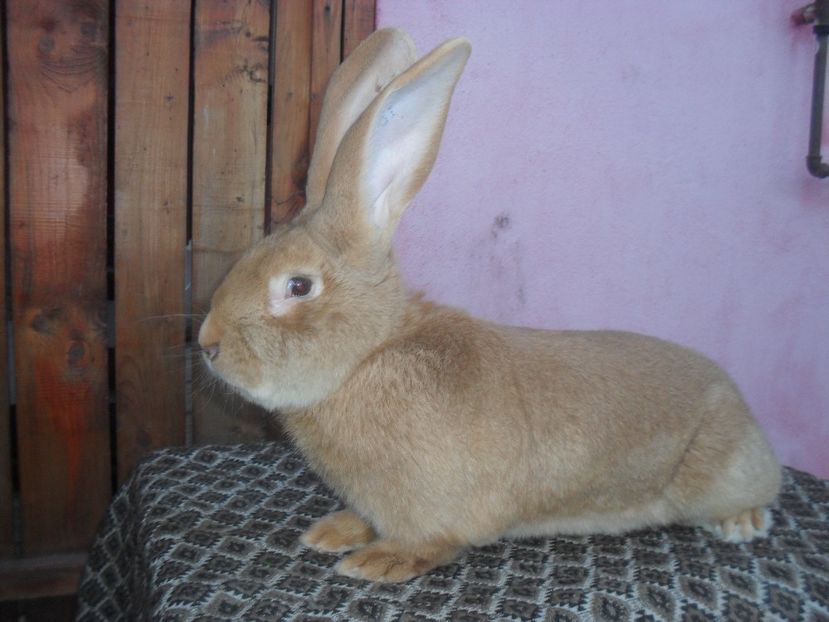  - Achizitie 2017 Germania Erfurt