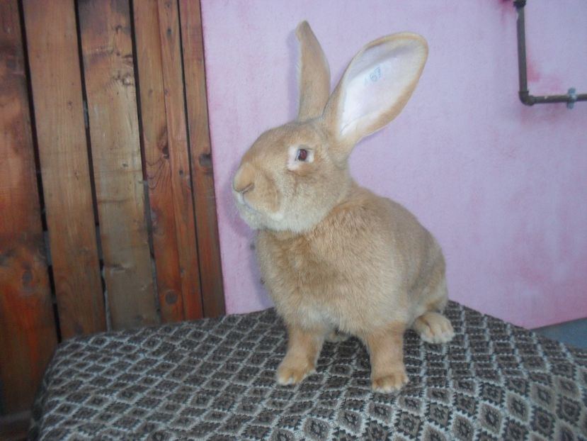  - Achizitie 2017 Germania Erfurt