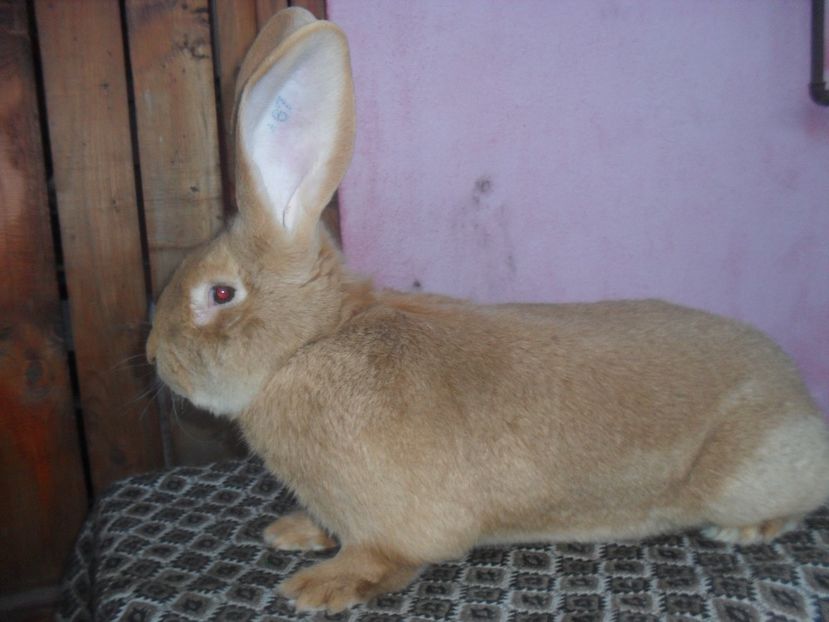  - Achizitie 2017 Germania Erfurt