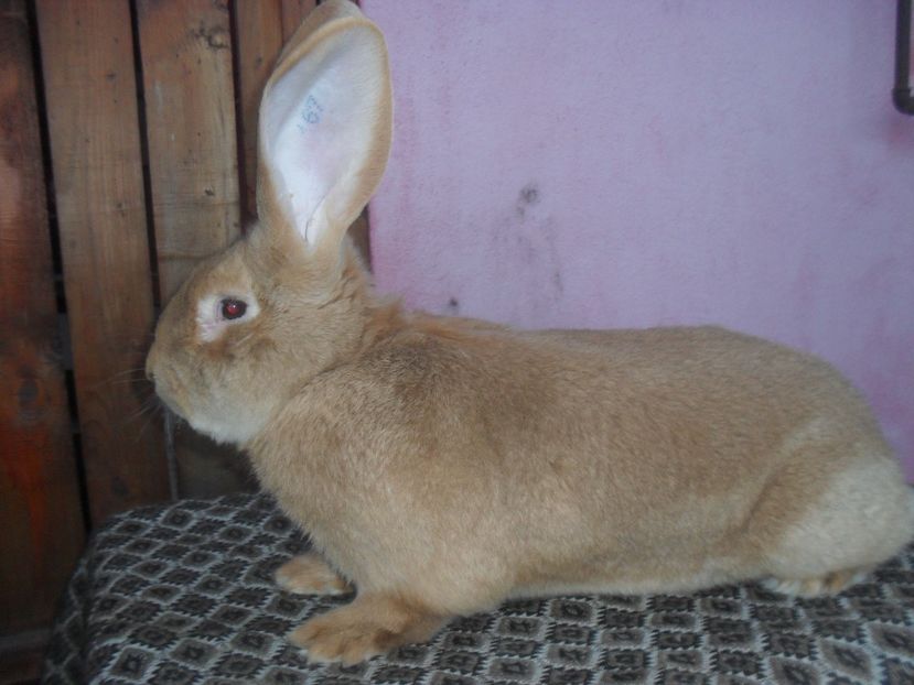  - Achizitie 2017 Germania Erfurt