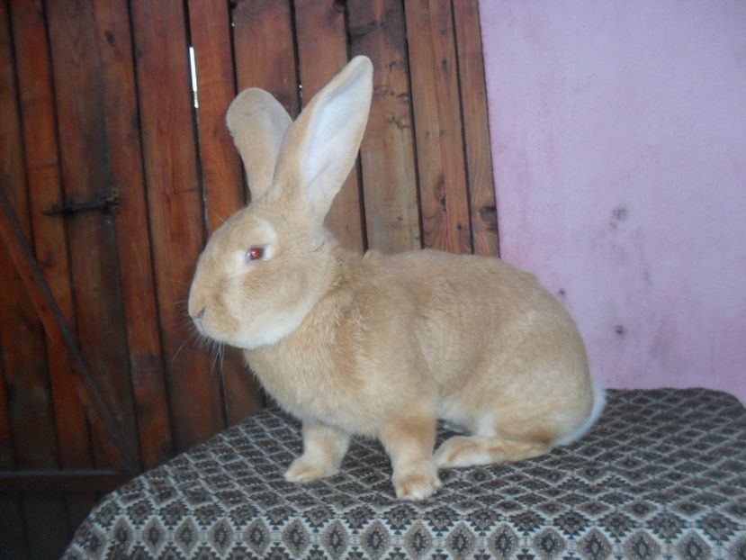  - Achizitie 2017 Germania Erfurt