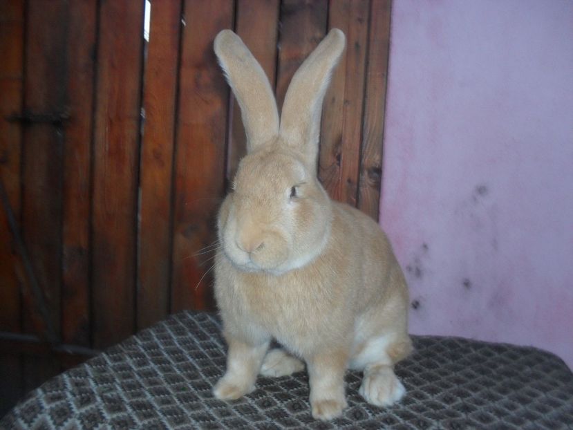  - Achizitie 2017 Germania Erfurt