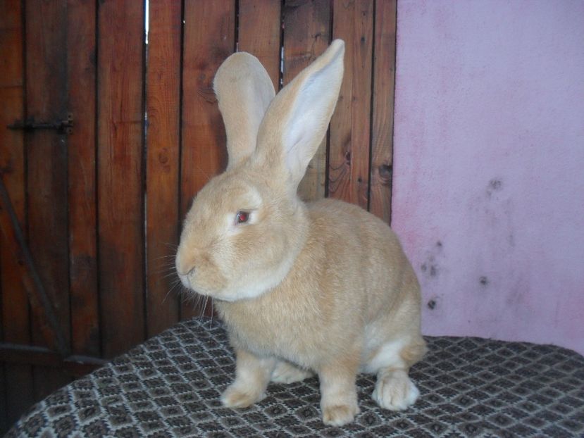  - Achizitie 2017 Germania Erfurt