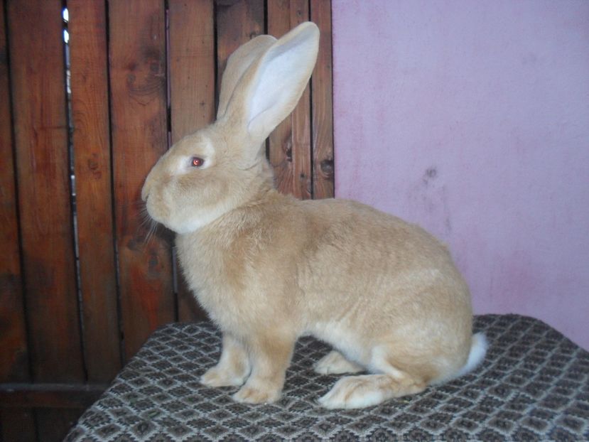  - Achizitie 2017 Germania Erfurt