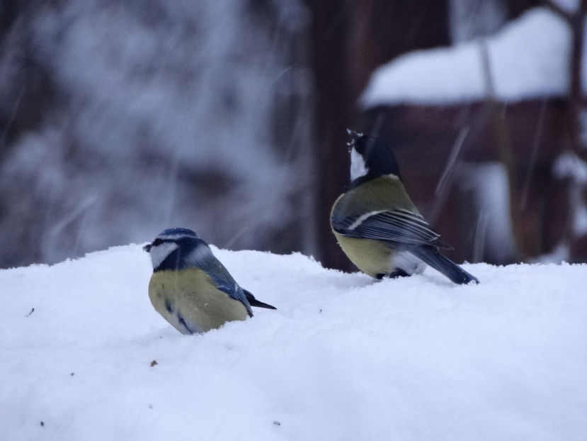  - a-vizitatorii gradinii 2017