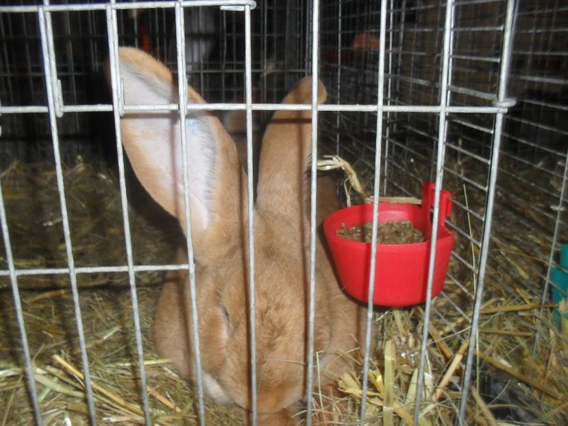  - Expozitia de masculi Germania Erfurt 2017