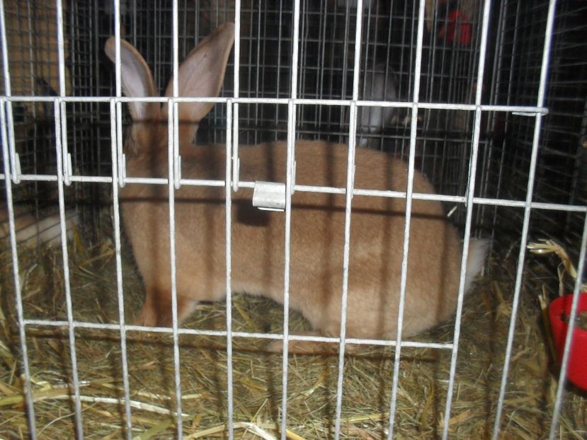  - Expozitia de masculi Germania Erfurt 2017