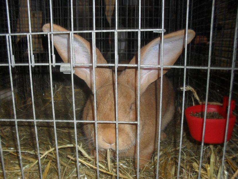  - Expozitia de masculi Germania Erfurt 2017