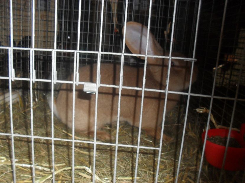  - Expozitia de masculi Germania Erfurt 2017