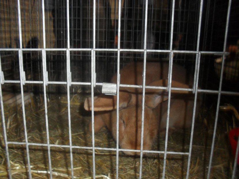  - Expozitia de masculi Germania Erfurt 2017