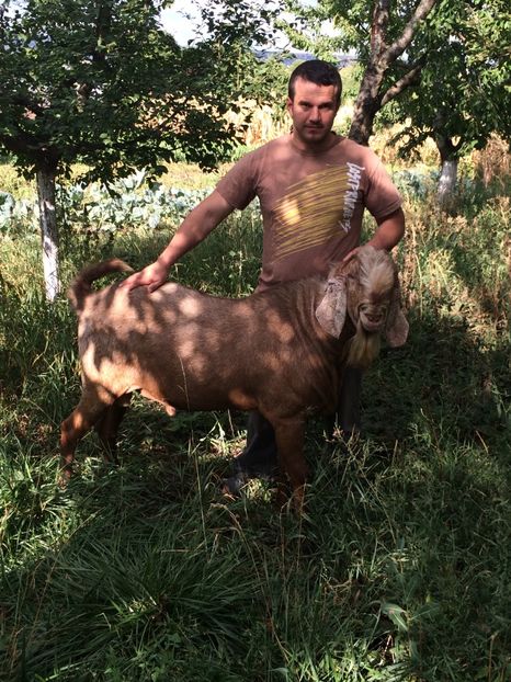  - Tapul meu anglonubian