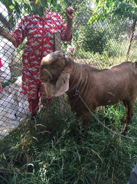  - Tapul meu anglonubian