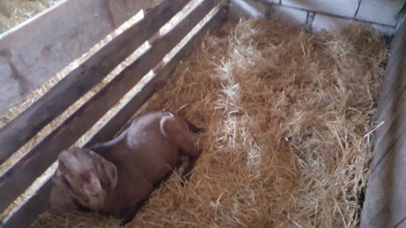  - Tapul meu anglonubian