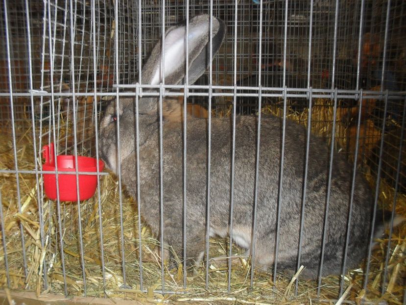  - Expozitia de masculi Germania Erfurt 2017