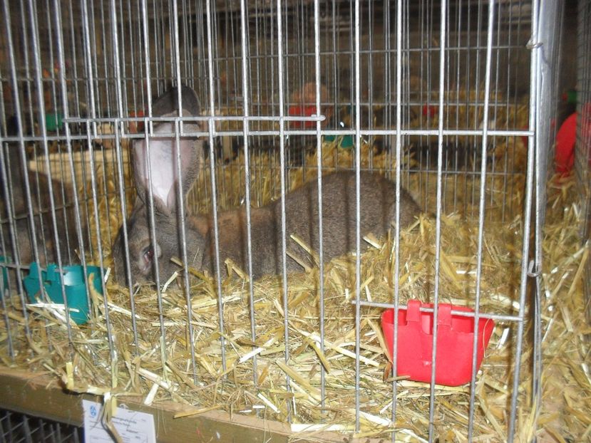  - Expozitia de masculi Germania Erfurt 2017