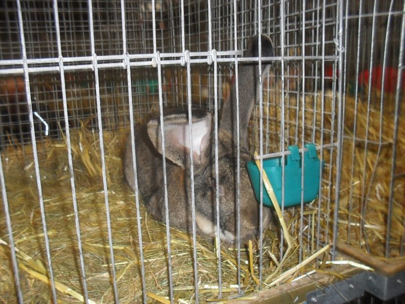  - Expozitia de masculi Germania Erfurt 2017