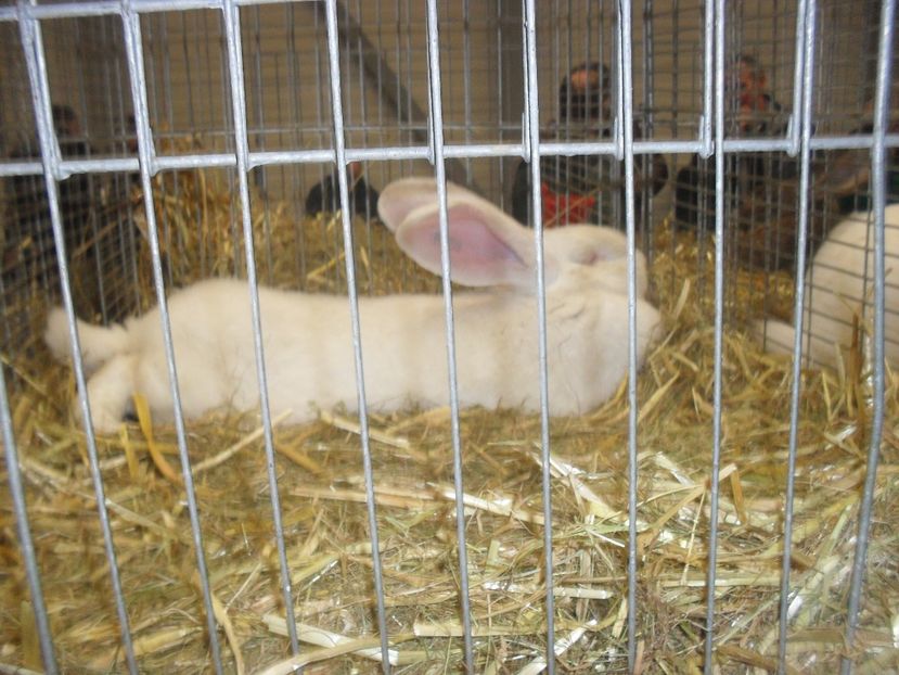  - Expozitia de masculi Germania Erfurt 2017