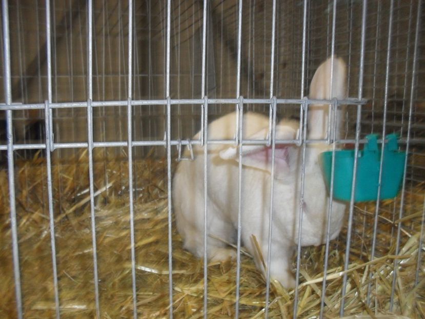  - Expozitia de masculi Germania Erfurt 2017