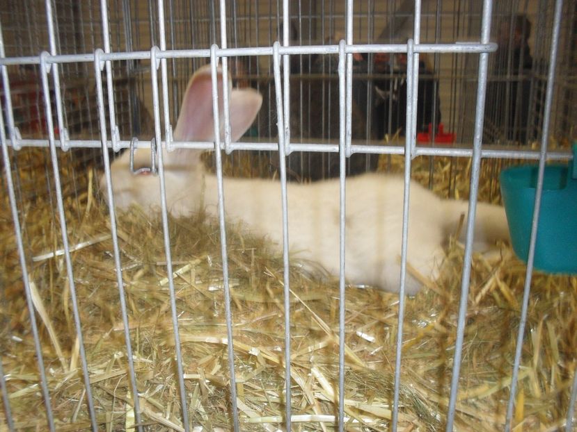  - Expozitia de masculi Germania Erfurt 2017