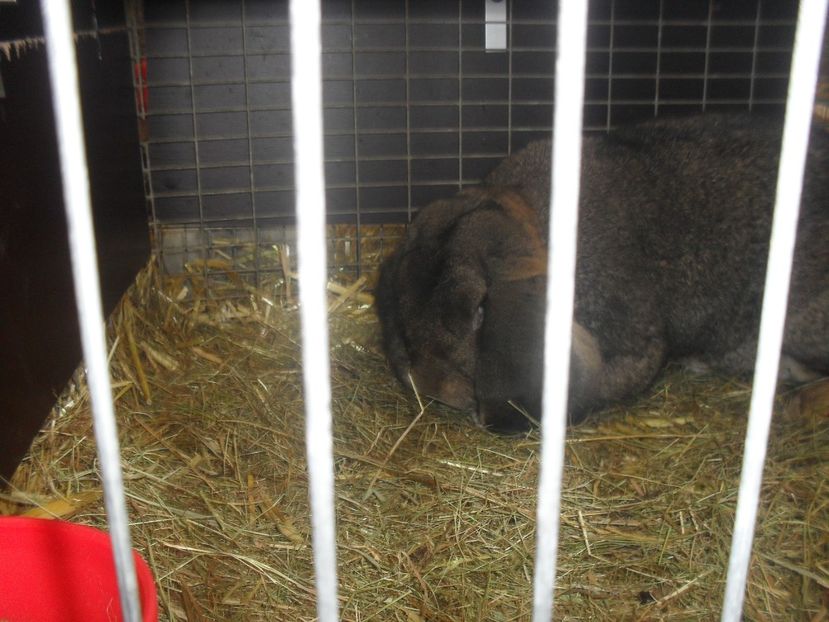  - Expozitia de masculi Germania Erfurt 2017