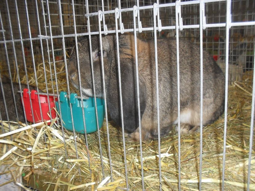  - Expozitia de masculi Germania Erfurt 2017