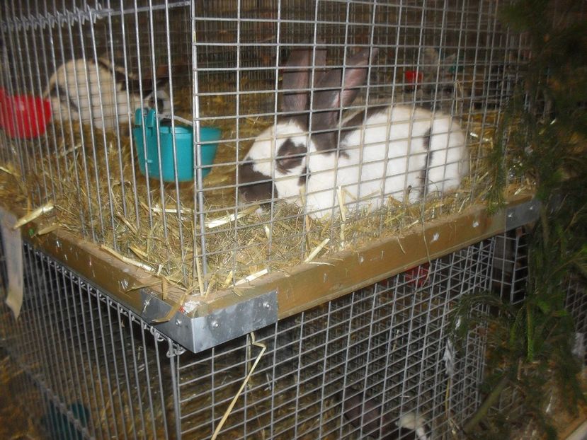  - Expozitia de masculi Germania Erfurt 2017