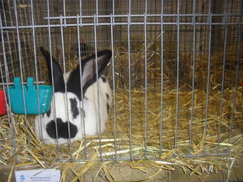  - Expozitia de masculi Germania Erfurt 2017