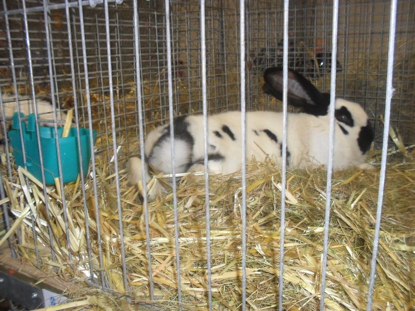  - Expozitia de masculi Germania Erfurt 2017