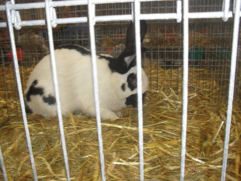  - Expozitia de masculi Germania Erfurt 2017