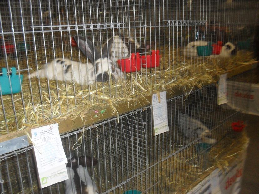  - Expozitia de masculi Germania Erfurt 2017