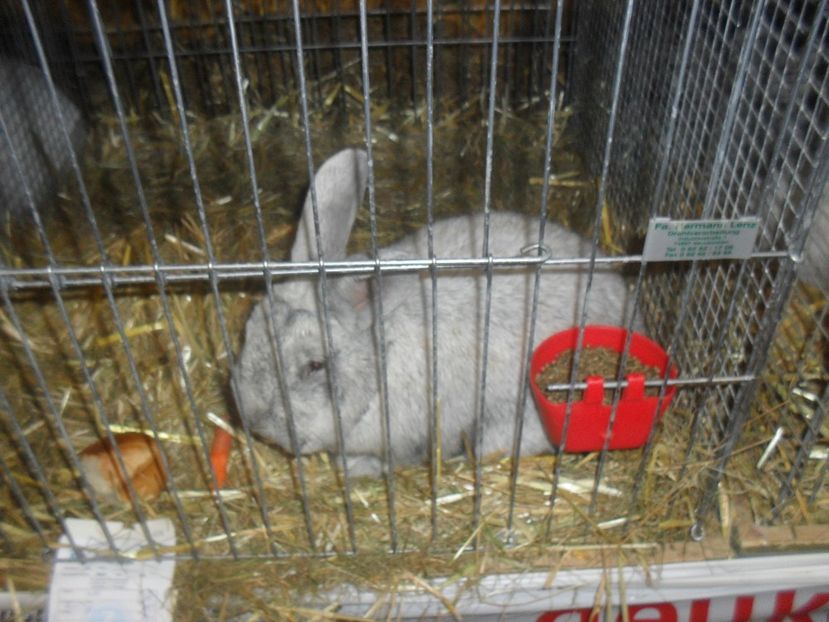  - Expozitia de masculi Germania Erfurt 2017