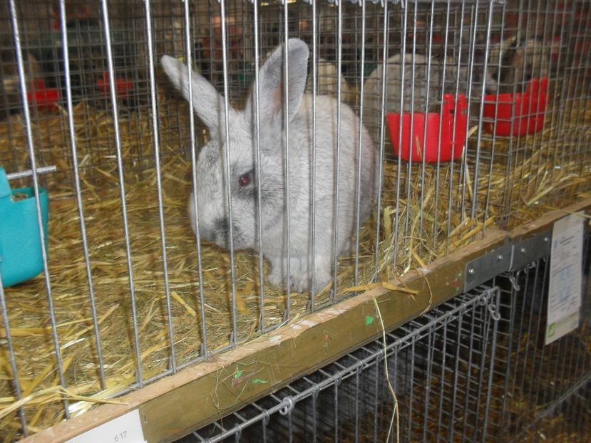  - Expozitia de masculi Germania Erfurt 2017