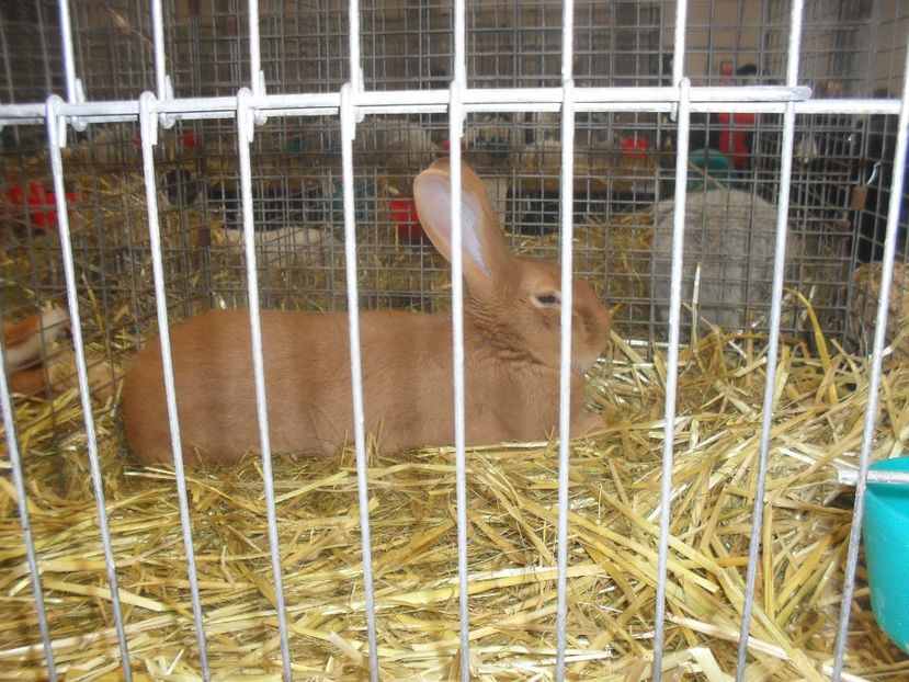  - Expozitia de masculi Germania Erfurt 2017