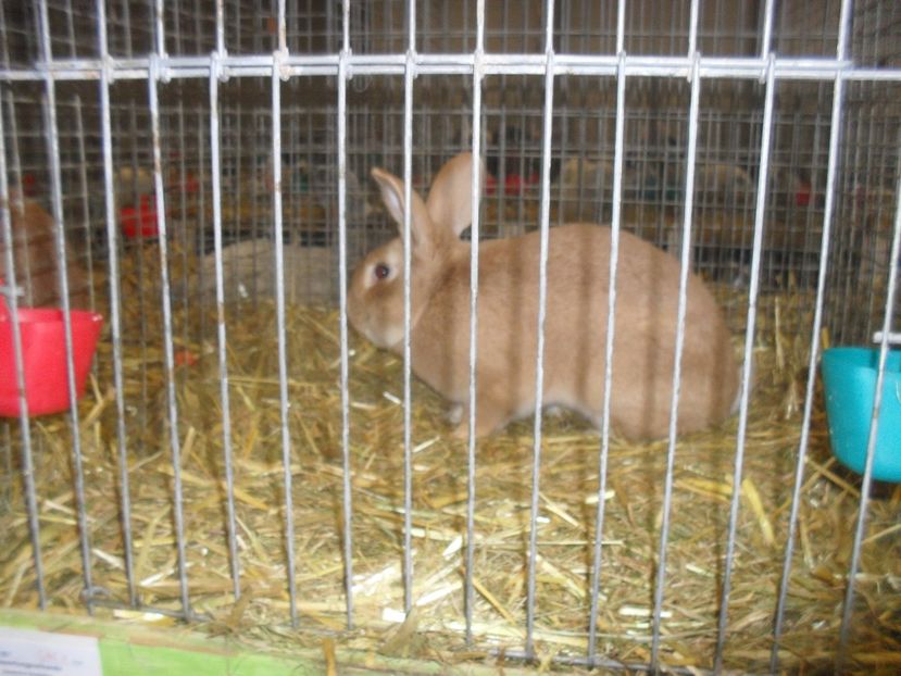  - Expozitia de masculi Germania Erfurt 2017