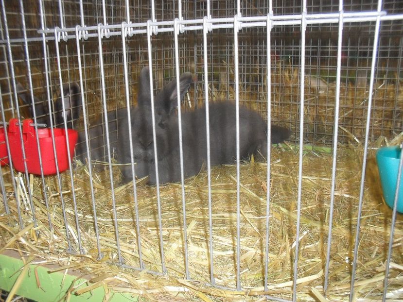  - Expozitia de masculi Germania Erfurt 2017