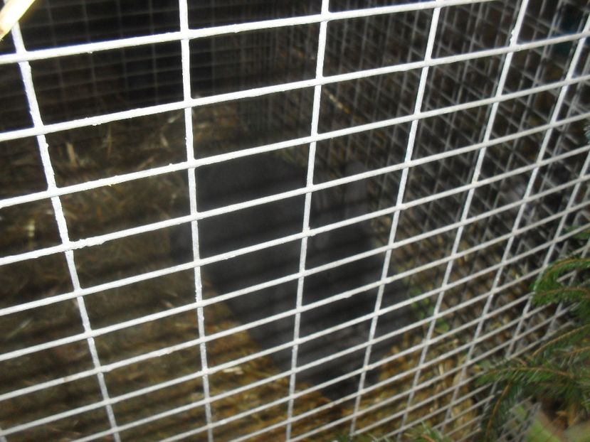  - Expozitia de masculi Germania Erfurt 2017