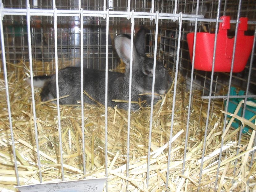  - Expozitia de masculi Germania Erfurt 2017