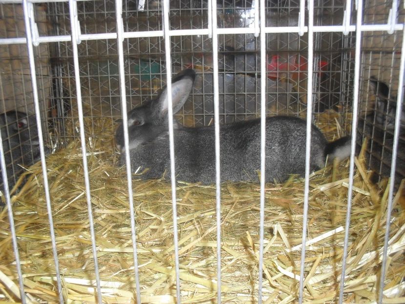  - Expozitia de masculi Germania Erfurt 2017