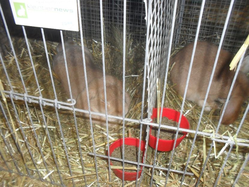  - Expozitia de masculi Germania Erfurt 2017