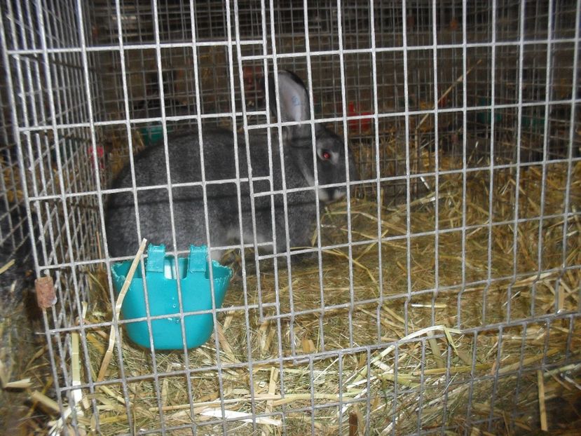  - Expozitia de masculi Germania Erfurt 2017